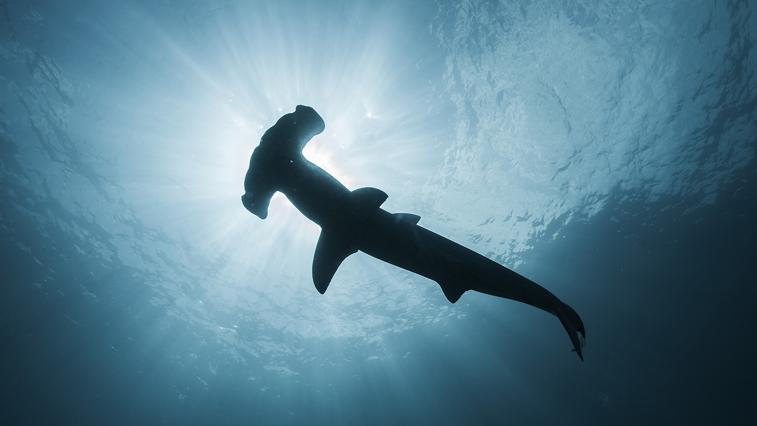 Oris Aquis Date - 01 733 7730 4135-07 4 24 64EB - Bilde 4